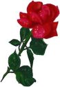 rose1