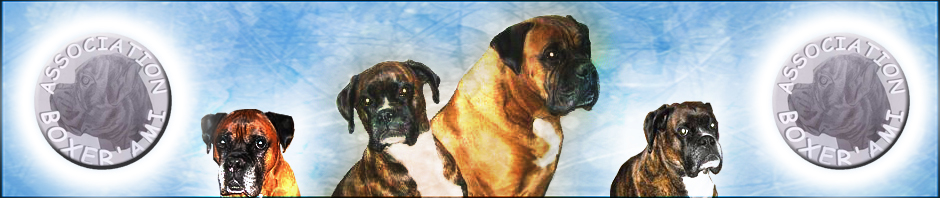 site de rencontre pour chien de race